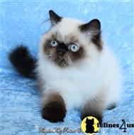 himalayan kitten posted by kingdomkatz