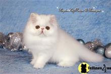 persian kitten posted by kingdomkatz