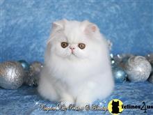 persian kitten posted by kingdomkatz
