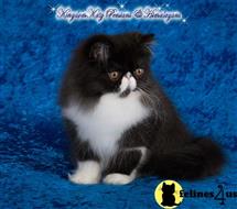 persian kitten posted by kingdomkatz