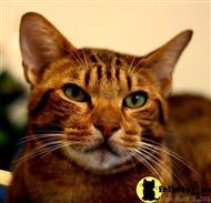 ocicat kitten posted by Harski