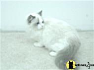 ragdoll cat posted by aprilhead15