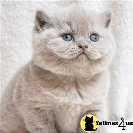 British Shorthair kitten for sale