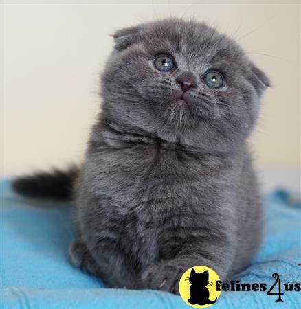 British Shorthair kitten for sale