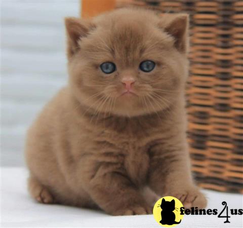 British Shorthair kitten for sale