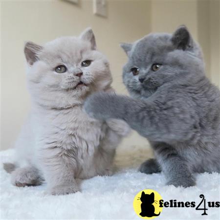 British Shorthair kitten for sale