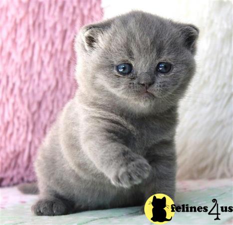 British Shorthair kitten for sale