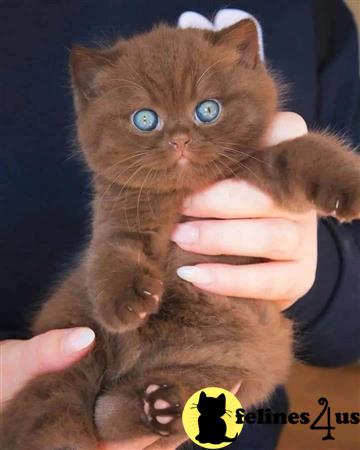 British Shorthair kitten for sale