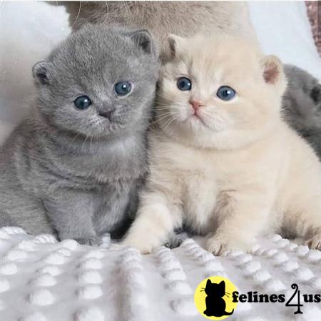 British Shorthair kitten for sale