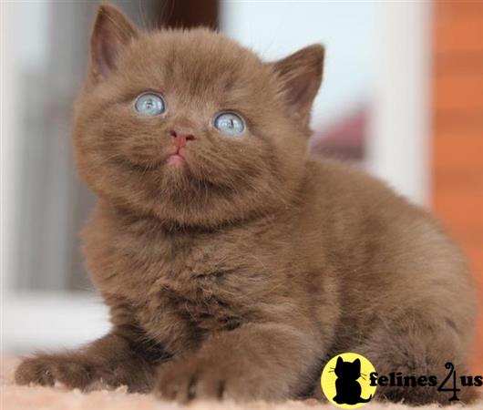 British Shorthair kitten for sale