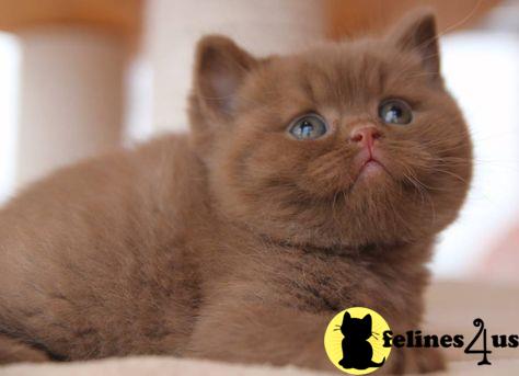 British Shorthair kitten for sale