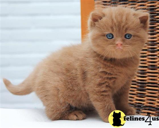 British Shorthair kitten for sale