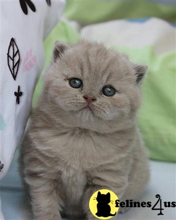 British Shorthair kitten for sale