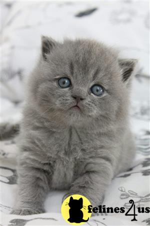 British Shorthair kitten for sale