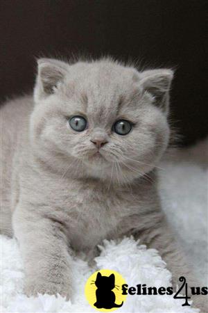 British Shorthair kitten for sale