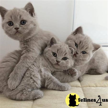 British Shorthair kitten for sale