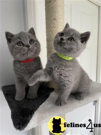 British Shorthair kitten for sale