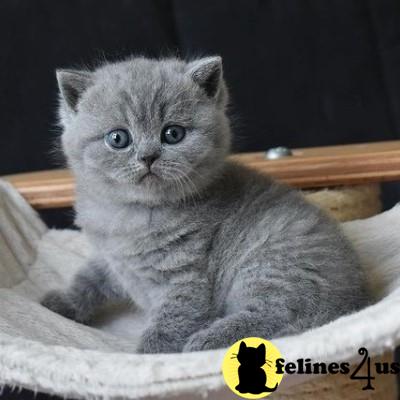 British Shorthair kitten for sale