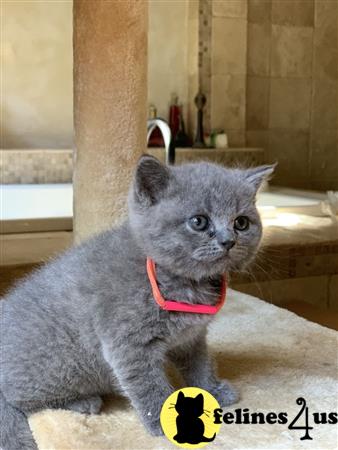 British Shorthair kitten for sale