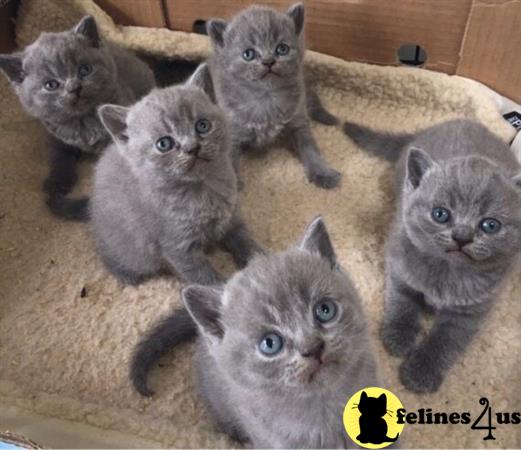 British Shorthair kitten for sale