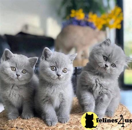 British Shorthair kitten for sale