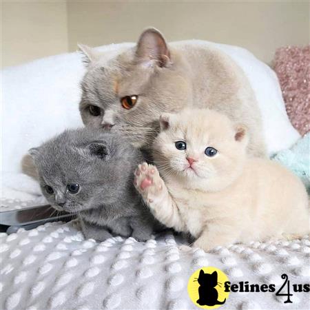 British Shorthair kitten for sale