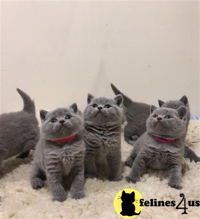 British Shorthair kitten for sale