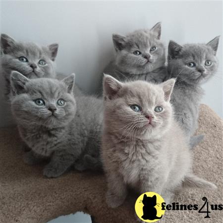 British Shorthair kitten for sale