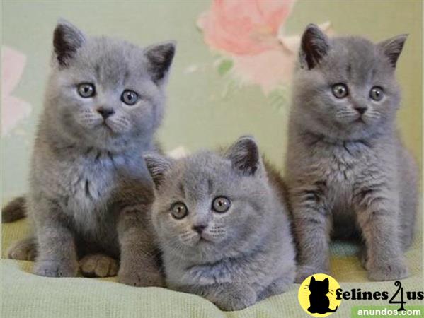 British Shorthair kitten for sale