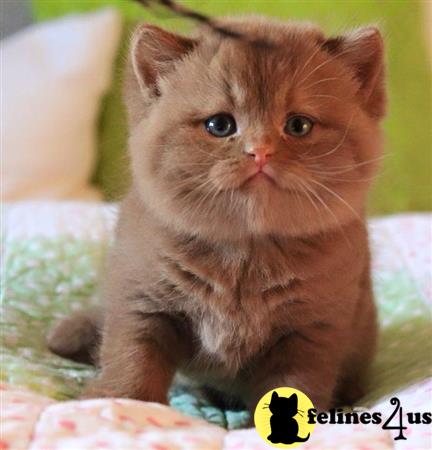 British Shorthair kitten for sale