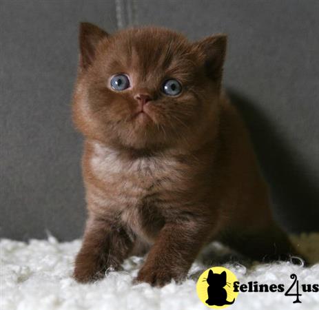 British Shorthair kitten for sale