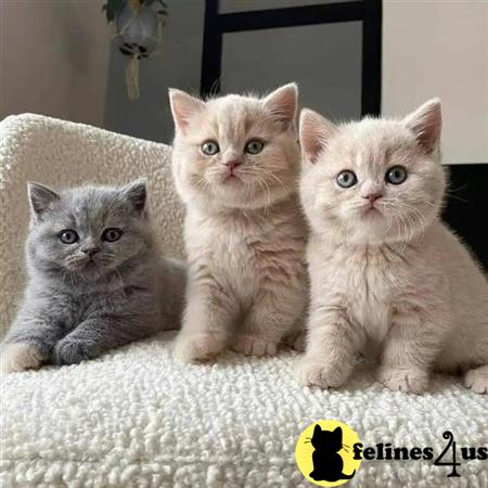 British Shorthair kitten for sale