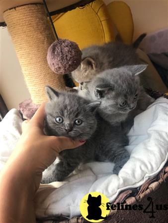 British Shorthair kitten for sale