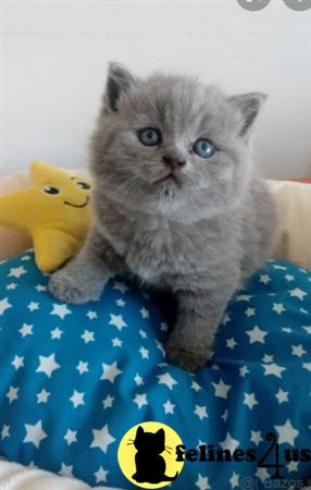 British Shorthair kitten for sale