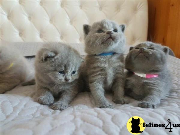 British Shorthair kitten for sale