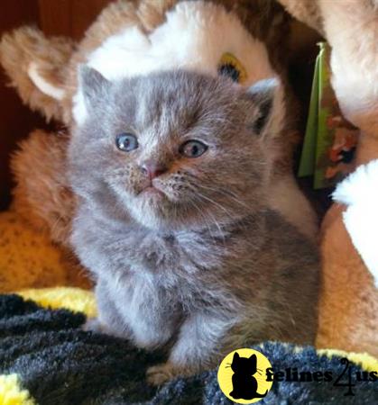 British Shorthair kitten for sale