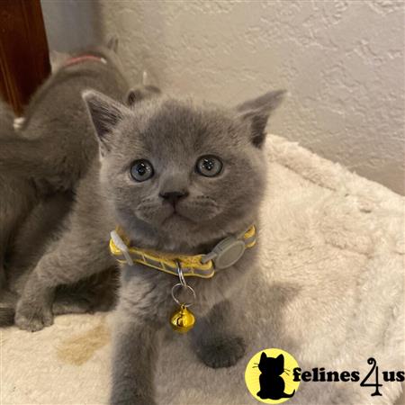 British Shorthair kitten for sale