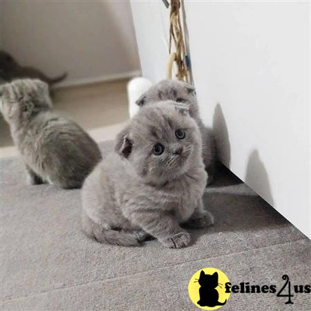 British Shorthair kitten for sale