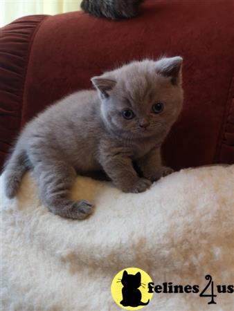 British Shorthair kitten for sale