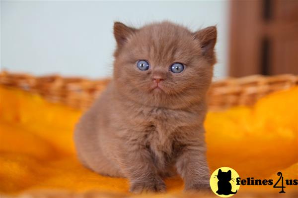 British Shorthair kitten for sale