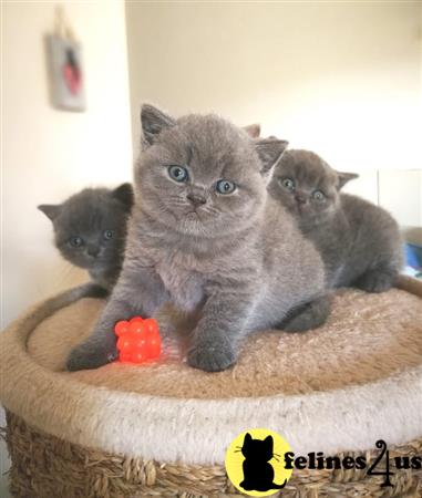 British Shorthair kitten for sale