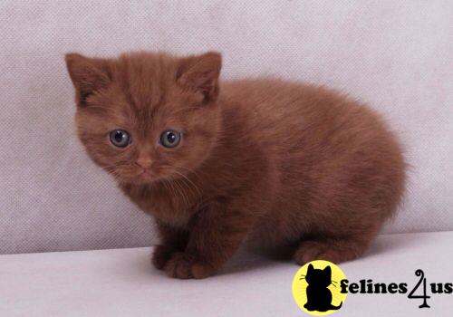 British Shorthair kitten for sale