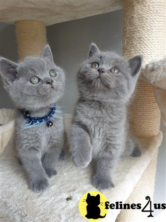 British Shorthair kitten for sale