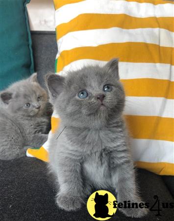 British Shorthair kitten for sale