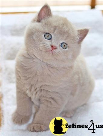 British Shorthair kitten for sale