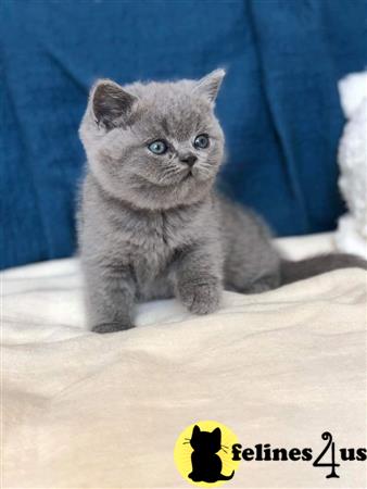 British Shorthair kitten for sale