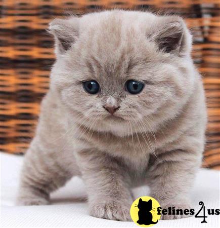 British Shorthair kitten for sale