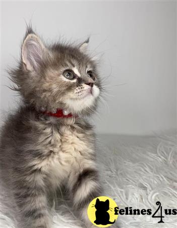 Maine Coon kitten for sale