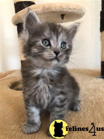 Maine Coon kitten for sale