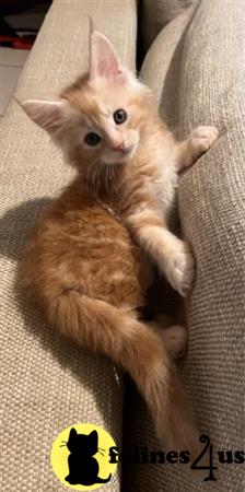 Maine Coon kitten for sale